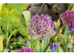 Allium christophii - Sternkugel-Lauch Allium christophii - Sternkugel-Lauch