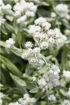 Anaphalis triplinervis - Himalaya-Perlkörbchen Anaphalis triplinervis - Himalaya-Perlkörbchen