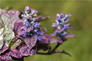 Ajuga reptans 'Rainbow' - Kriechender Günsel Ajuga reptans 'Rainbow' - Kriechender Günsel