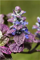 Ajuga reptans 'Rainbow' - Kriechender Günsel Ajuga reptans 'Rainbow' - Kriechender Günsel