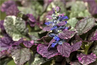 Ajuga reptans 'Rainbow' - Kriechender Günsel Ajuga reptans 'Rainbow' - Kriechender Günsel