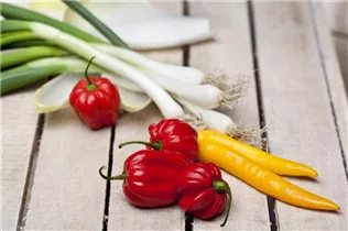 Allium fistulosum - Winter-Zwiebel Allium fistulosum - Winter-Zwiebel