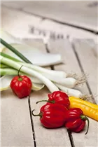 Allium fistulosum - Winter-Zwiebel Allium fistulosum - Winter-Zwiebel