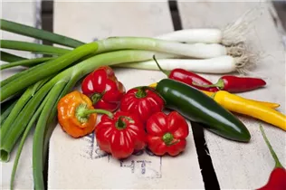 Allium fistulosum - Winter-Zwiebel Allium fistulosum - Winter-Zwiebel