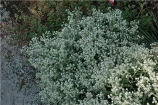 Anaphalis triplinervis 'Sommerschnee' - Garten-Perlkörbchen 'Sommerschnee'