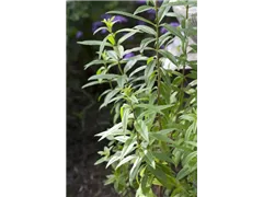 Aloysia triphylla - Zitronenverbene Aloysia triphylla - Zitronenverbene