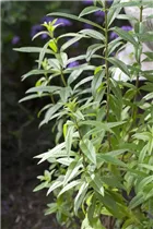 Aloysia triphylla - Zitronenverbene Aloysia triphylla - Zitronenverbene