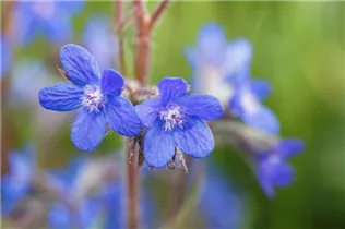 Anchusa azurea - Große Ochsenzunge
