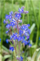 Anchusa azurea - Große Ochsenzunge