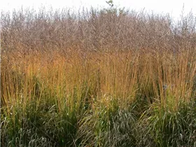 Gräser - Ziergräser