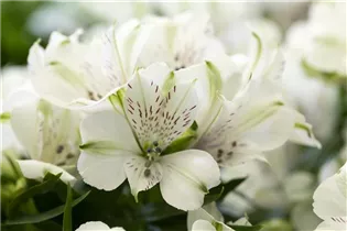 Alstroemeria - Inkalilie Alstroemeria - Inkalilie