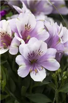 Alstroemeria 'Inticancha'® - Alstroemeria 'Inticancha'® Alstroemeria 'Inticancha'® - Alstroemeria 'Inticancha'®