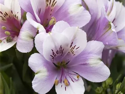 Alstroemeria 'Inticancha'® - Alstroemeria 'Inticancha'® Alstroemeria 'Inticancha'® - Alstroemeria 'Inticancha'®