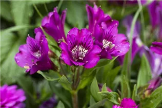 Alstroemeria 'Inticancha'® - Alstroemeria 'Inticancha'® Alstroemeria 'Inticancha'® - Alstroemeria 'Inticancha'®