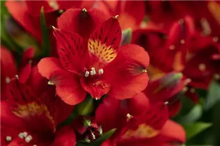 Alstroemeria 'Inticancha'® - Alstroemeria 'Inticancha'® Alstroemeria 'Inticancha'® - Alstroemeria 'Inticancha'®