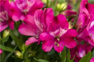 Alstroemeria 'Inticancha'® - Alstroemeria 'Inticancha'® Alstroemeria 'Inticancha'® - Alstroemeria 'Inticancha'®