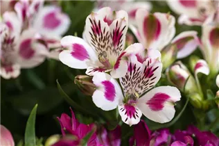 Alstroemeria 'Inticancha'® - Alstroemeria 'Inticancha'® Alstroemeria 'Inticancha'® - Alstroemeria 'Inticancha'®