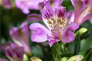 Alstroemeria 'Inticancha'® - Alstroemeria 'Inticancha'® Alstroemeria 'Inticancha'® - Alstroemeria 'Inticancha'®