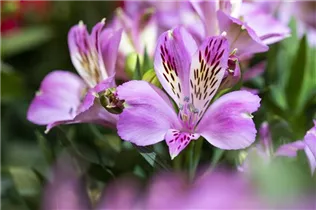 Alstroemeria 'Inticancha'® - Alstroemeria 'Inticancha'® Alstroemeria 'Inticancha'® - Alstroemeria 'Inticancha'®
