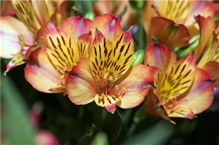 Alstroemeria 'Inticancha'® - Alstroemeria 'Inticancha'® Alstroemeria 'Inticancha'® - Alstroemeria 'Inticancha'®