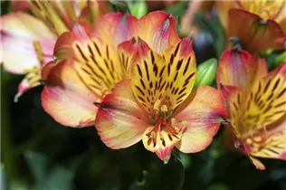 Alstroemeria 'Inticancha'® - Alstroemeria 'Inticancha'® Alstroemeria 'Inticancha'® - Alstroemeria 'Inticancha'®