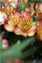 Alstroemeria 'Inticancha'® - Alstroemeria 'Inticancha'® Alstroemeria 'Inticancha'® - Alstroemeria 'Inticancha'®