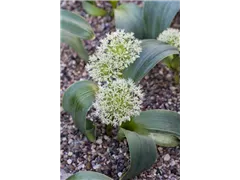 Allium karataviense 'Ivory Queen' - Blauzungen-Lauch 'Ivory Queen' Allium karataviense 'Ivory Queen' - Blauzungen-Lauch 'Ivory Queen'