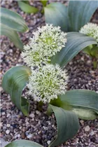 Allium karataviense 'Ivory Queen' - Blauzungen-Lauch 'Ivory Queen' Allium karataviense 'Ivory Queen' - Blauzungen-Lauch 'Ivory Queen'
