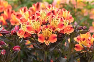 Alstroemeria 'Summer Paradise' - Inkalilie 'Summer Paradise' Alstroemeria 'Summer Paradise' - Inkalilie 'Summer Paradise'