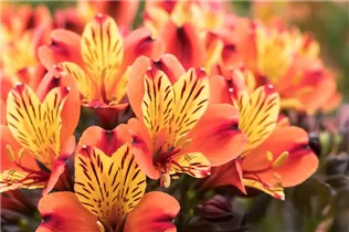 Alstroemeria 'Summer Paradise' - Inkalilie 'Summer Paradise' Alstroemeria 'Summer Paradise' - Inkalilie 'Summer Paradise'