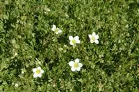 - Ohne Moos viel los! So vertikutiert man seinen Rasen  - Ohne Moos viel los! So vertikutiert man seinen Rasen