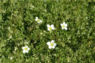 - Saxifraga x arendsii 'Frühlingsschnee'  - Saxifraga x arendsii 'Frühlingsschnee'