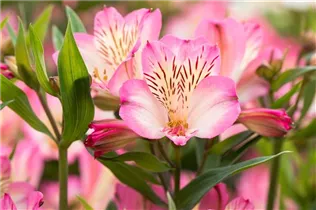 Alstroemeria 'Summer Paradise' - Inkalilie 'Summer Paradise' Alstroemeria 'Summer Paradise' - Inkalilie 'Summer Paradise'
