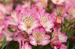 Alstroemeria 'Summer Paradise' - Inkalilie 'Summer Paradise' Alstroemeria 'Summer Paradise' - Inkalilie 'Summer Paradise'