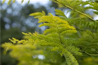 Albizia julibrissin - Seidenbaum Albizia julibrissin - Seidenbaum