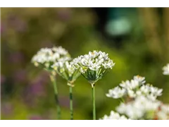 Allium neapolitanum - Neapel-Lauch Allium neapolitanum - Neapel-Lauch