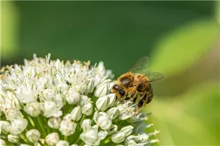 Allium neapolitanum - Neapel-Lauch Allium neapolitanum - Neapel-Lauch