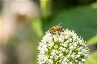 Allium neapolitanum - Neapel-Lauch Allium neapolitanum - Neapel-Lauch
