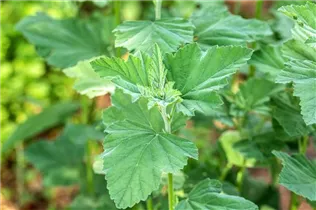 Althaea officinalis - Echter Apotheker-Eibisch