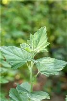 Althaea officinalis - Echter Apotheker-Eibisch