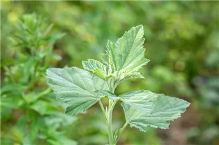 Althaea officinalis - Echter Apotheker-Eibisch