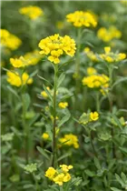 Alyssum montanum 'Berggold' - Garten-Berg-Steinkraut 'Berggold'