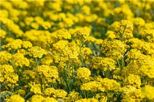 Alyssum montanum 'Berggold' - Garten-Berg-Steinkraut 'Berggold'