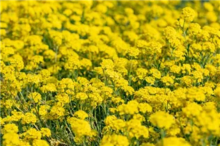 Alyssum montanum 'Berggold' - Garten-Berg-Steinkraut 'Berggold'