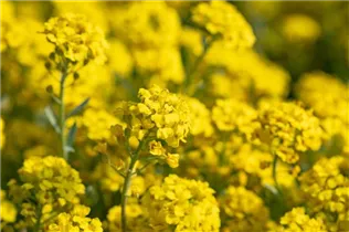 Alyssum montanum 'Berggold' - Garten-Berg-Steinkraut 'Berggold'