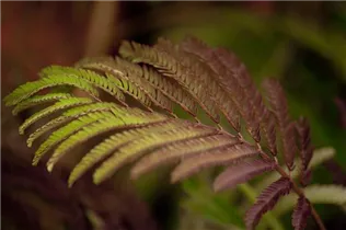 Albizia julibrissin 'Summer Chocolate'(s) - Roter Seidenbaum 'Summer Chocolate'(s)