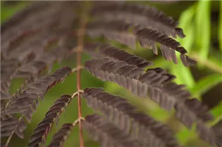 Albizia julibrissin 'Summer Chocolate'(s) - Roter Seidenbaum 'Summer Chocolate'(s)