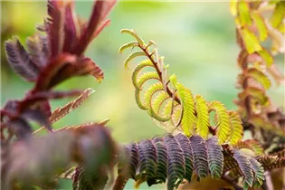 Albizia julibrissin 'Summer Chocolate'(s) - Roter Seidenbaum 'Summer Chocolate'(s)