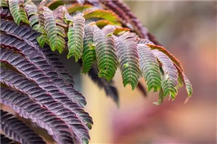Albizia julibrissin 'Summer Chocolate'(s) - Roter Seidenbaum 'Summer Chocolate'(s)