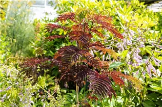 Albizia julibrissin 'Summer Chocolate'(s) - Roter Seidenbaum 'Summer Chocolate'(s)